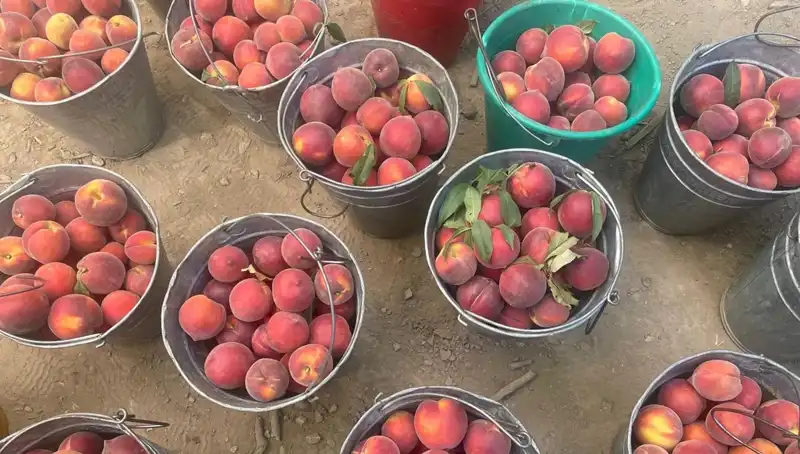 Hasat Zamanı Geldi: Çiftçiler 100 Lira Kilogram Fiyatıyla Sevinç İçinde