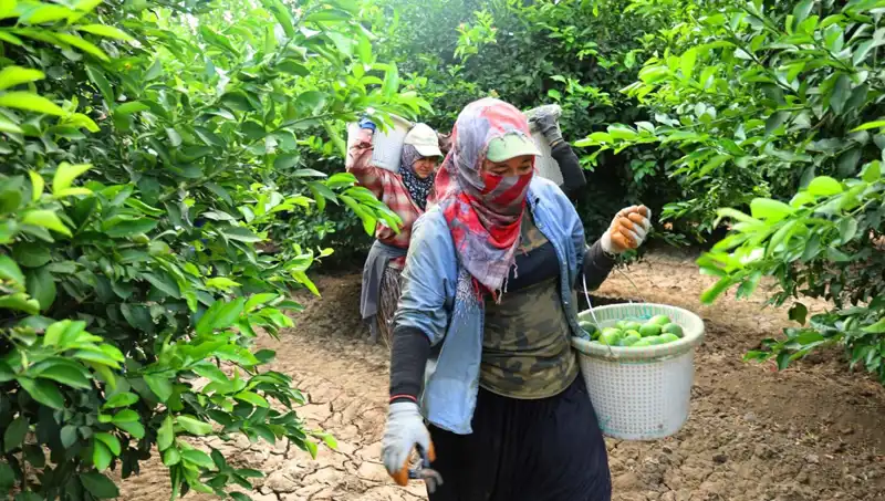 Market Fiyatları Uçuşa Geçti: Sebze Hasadı Başladı, Pahalılığa İlaç Olacak Mı?