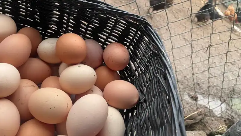Okulların Açılması İle Mayıs Çukurunu Aşmanın Yolu: Uygun Fiyatlı Protein Seçenekleri