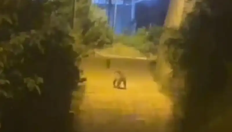 Gümüşhane Şehir Merkezine İnen Ayı Panik Yaratıyor!