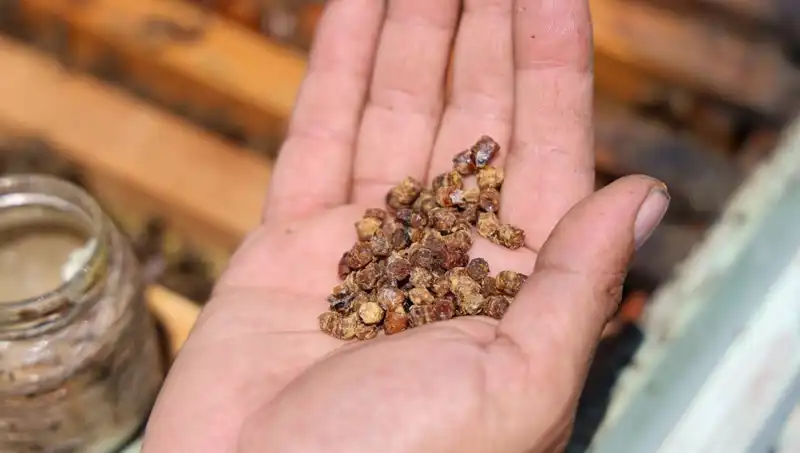Eskiden Israf Olan Bu Besin Şimdi Kilosu 3 Bin TL’den Satılıyor!