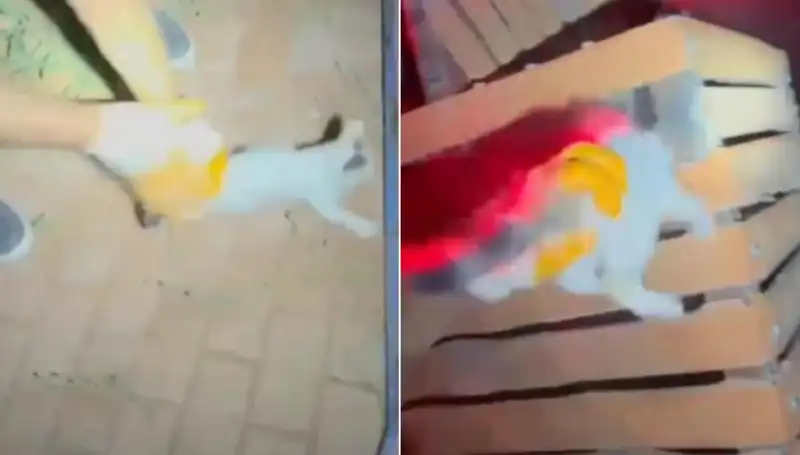 Gece Yarısı Kedi Kurtarma Operasyonu: İtfaiye Ekipleri Göz Doldurdu