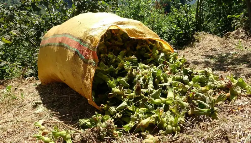 Giresun’da Fındık Hasadı Başladı: Üreticiler Umutlu Ve Hazır!
