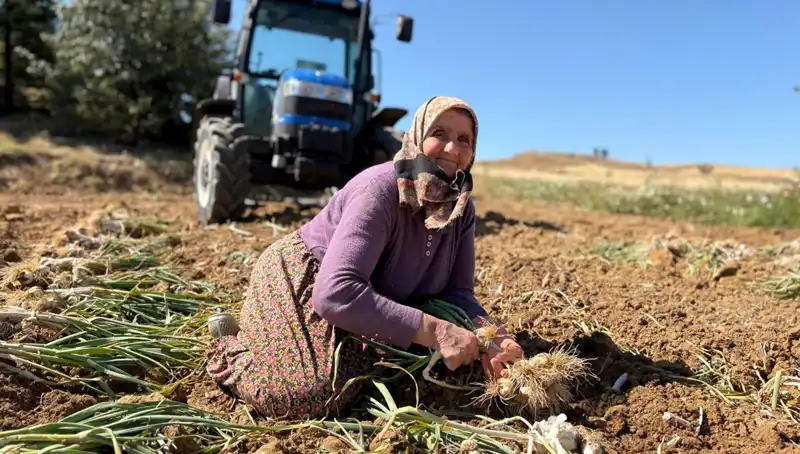 Selenyum Zengini Tarım Ürünü: Tarlada 1.200 Lira Karşılığı