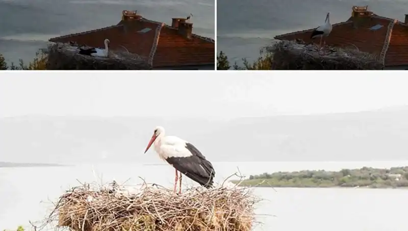 Yaren Leylek, Depremin Gelmesini Nasıl Önceden Bildi?